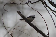 Poecile atricapillus