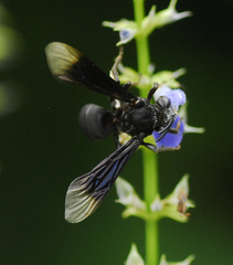 Odyneropsis