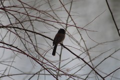 Junco hyemalis