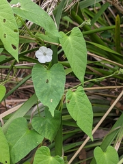 Ipomoea plebeia
