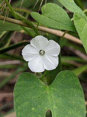 Ipomoea plebeia