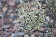 Suaeda divaricata