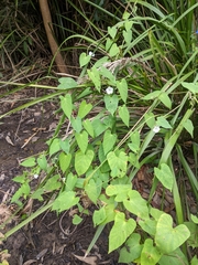 Ipomoea plebeia