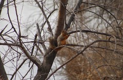 Sciurus niger