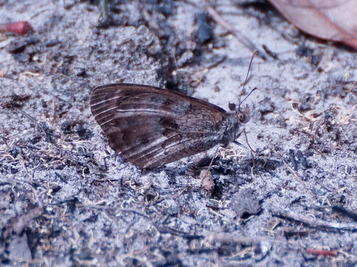 Geitoneura klugii