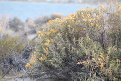 Chuquiraga avellanedae