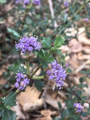 Ceanothus sonomensis