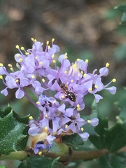 Ceanothus sonomensis