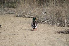Anas platyrhynchos
