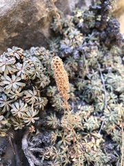 Petrophytum caespitosum