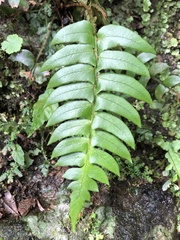 Polystichum lepidocaulon