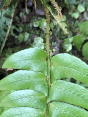 Polystichum lepidocaulon