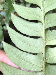 Polystichum lepidocaulon