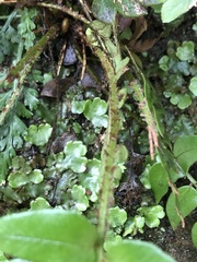 Polystichum lepidocaulon