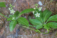 Cyclanthera langaei