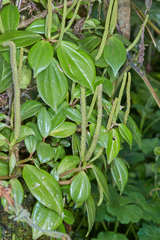 Peperomia sanjoseana