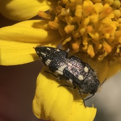 Acmaeodera vernalis