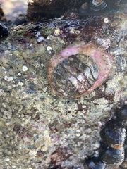 Placiphorella velata