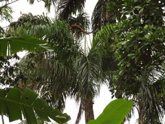 Plecturocebus discolor