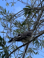 Mimus polyglottos image