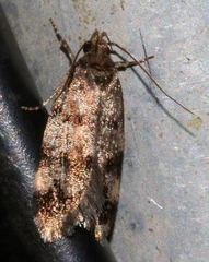 Barea subviridella