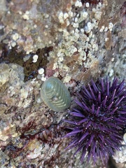 Tripoplax regularis