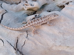 Liolaemus wiegmannii