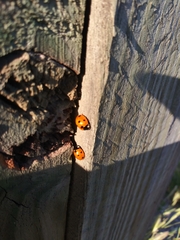 Coccinella septempunctata