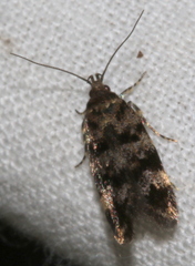 Barea zygophora