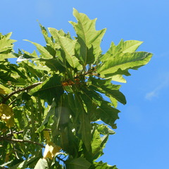 Vasconcellea quercifolia