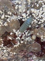 Tripoplax regularis
