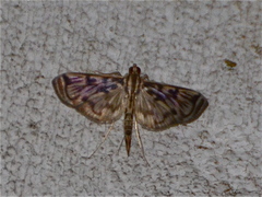 Rhimphalea