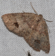 Casbia melanops