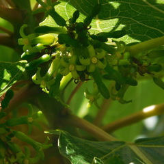 Vasconcellea quercifolia