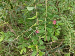 Grevillea quadricauda
