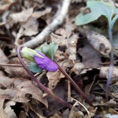 Viola triloba