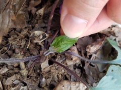 Viola triloba