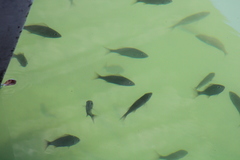 Actinopterygii