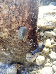 Tripoplax regularis