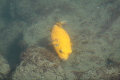 Arothron meleagris