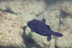 Arothron meleagris