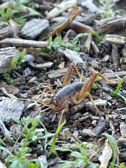 Ceuthophilus hesperus