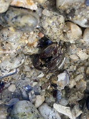 Petrolisthes cinctipes