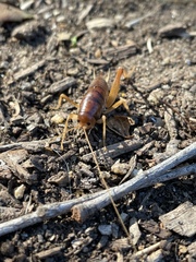 Ceuthophilus hesperus