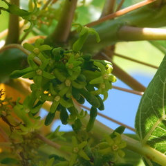 Vasconcellea quercifolia