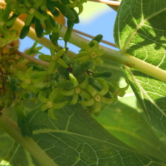 Vasconcellea quercifolia