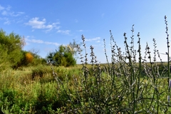 Pterocaulon cordobense