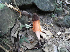 Phallus cinnabarinus