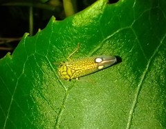 Cicadellidae