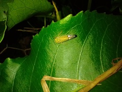 Cicadellidae